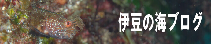 伊豆の海ブログ