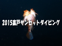2015富戸サンセットダイビング