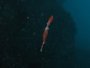 カミソリウオ