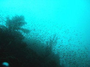 イシモチ幼魚