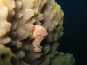 オオモンカエルアンコウ