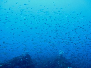 イシモチ幼魚