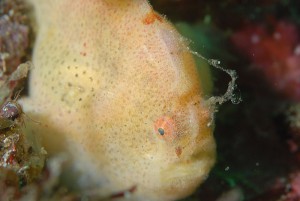 カエルアンコウの仲間幼魚