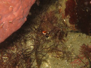 コブダイ幼魚