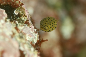 ミナミハコフグ幼魚