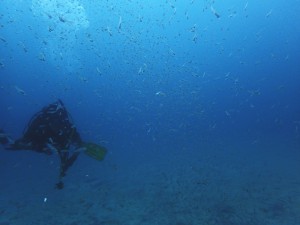 イシモチ幼魚の群れ