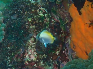 トゲチョウチョウウオ幼魚