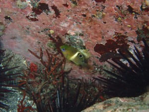 ハクセンスズメダイ幼魚