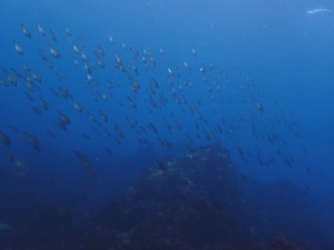 マタナゴの群れ