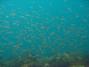 イシモチ幼魚