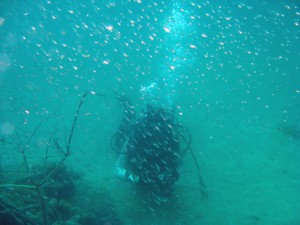 イシモチ幼魚