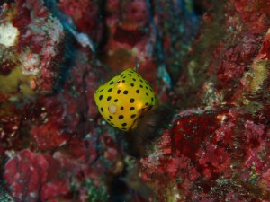 ミナミハコフグ幼魚