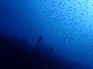 イシモチ幼魚