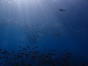 アジの群れ