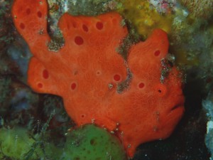 イロカエルアンコウ