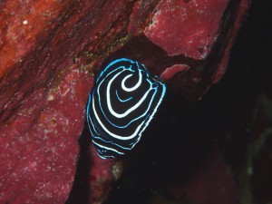 タテジマキンチャクダイ幼魚