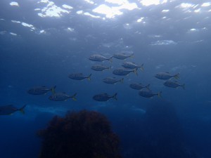 ギンガメアジ