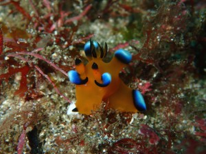 ウデフリツノザヤウミウシ