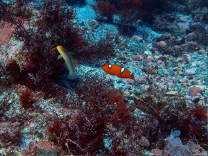 アカハチハゼ、ツユベラ