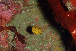 ミナミハコフグ幼魚