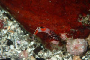 カンムリベラ幼魚