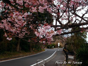 桜