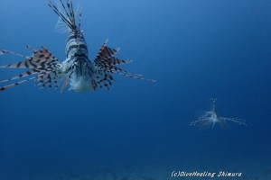 ミノカサゴ20140415