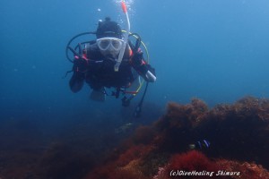 クマノミ20160501