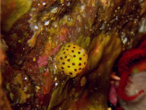 ミナミハコフグ幼魚