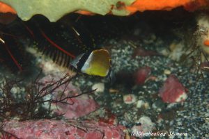 チョウチョウウオ幼魚20160809