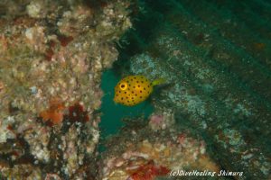 ミナミハコフグ幼魚