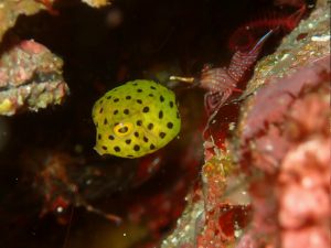 ミナミハコフグ幼魚