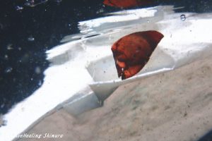 ナンヨウツバメウオ幼魚20160804