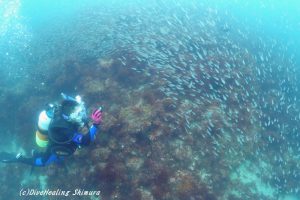 イシモチ幼魚20160814