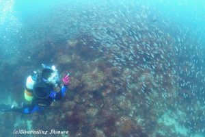 イシモチ幼魚20160814