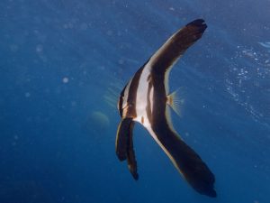 ミカズキツバメウオ幼魚