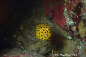 ミナミハコフグ幼魚20160809