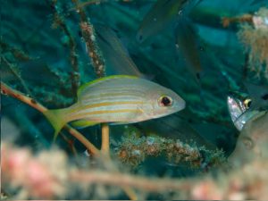 キュウセンフエダイ幼魚