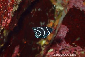 タテジマキンチャクダイ幼魚20160928