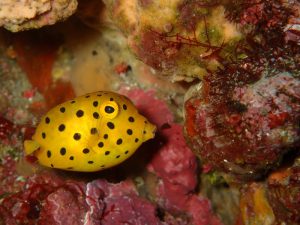 ミナミハコフグ幼魚