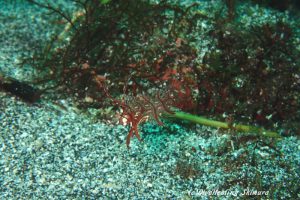 オビテンスモドキ幼魚20160916