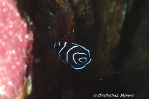 タテジマキンチャクダイ幼魚