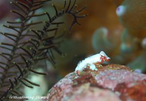 ミヤケテグリ幼魚