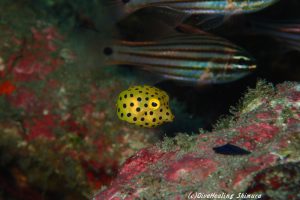 ミナミハコフグ幼魚