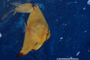 ナンヨウツバメウオ幼魚