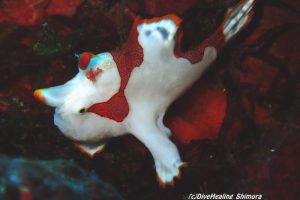 クマドリカエルアンコウ