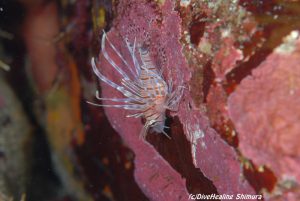 ハナミノカサゴ幼魚