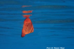 ナンヨウツバメウオ幼魚