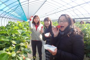 いちご狩り