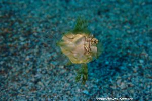 マトウダイ幼魚